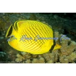 Latticed Butterflyfish