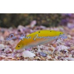 Yellow Chrysus Wrasse - Image 2