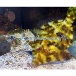Aiptasia Eating Filefish