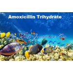 Amoxicillin Trihydrate