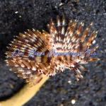 Assorted Feather Duster