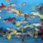 Assorted Female Guppy