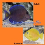 Atlantic Blue Tang (Adult)