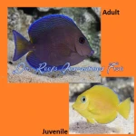Atlantic Blue Tang (Juvenile)