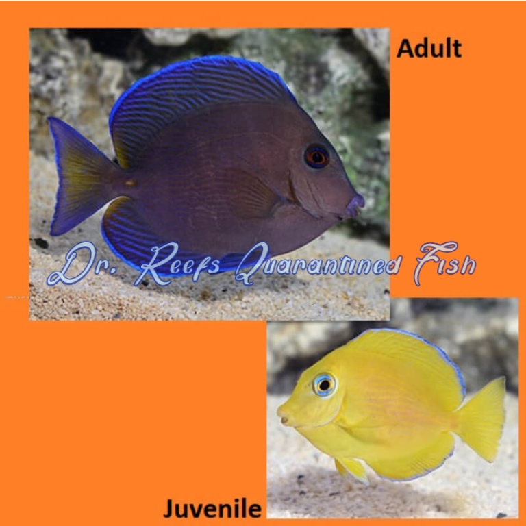 atlantic blue tang