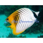 Auriga Butterflyfish