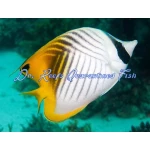 Auriga Butterflyfish