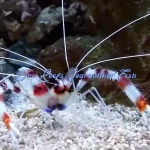 Banded Coral Shrimp