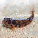 Barnacle Blenny