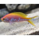 Bartlett's Anthias