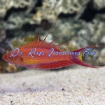 Bell's Flasher Wrasse (Female)