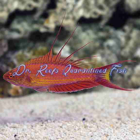 bells.png Bell's Flasher Wrasse (Female) - Image 1