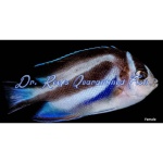 Bellus Angelfish (Female)