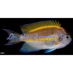 Bellus Angelfish (Male)