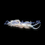 Berghia Nudibranch