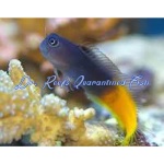 Bicolor Blenny