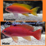 Bimac Anthias