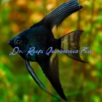 Black Angelfish