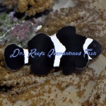 Black & White Clownfish