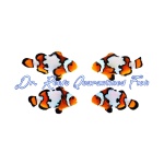 Black Ice Bonded Pair