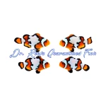 Black Ice Bonded Pair