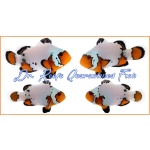 Black Ice Extreme Bonded Pair