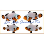 Black Ice Extreme Bonded Pair