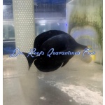 Black Longnose Tang - Image 2
