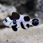 Black Storm Clownfish