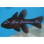 Black Cardinal (Captive Bred)