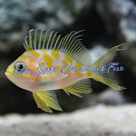 Blotched Borbonius Anthias