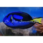 Blue Hippo Tang