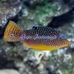 Blue Spot Puffer