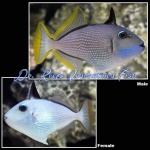 Blue Throat Triggerfish (Male)