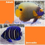 Blueface Angelfish (Juvenile)