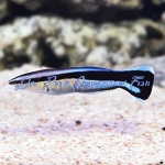 Bluestreak Cleaner Wrasse