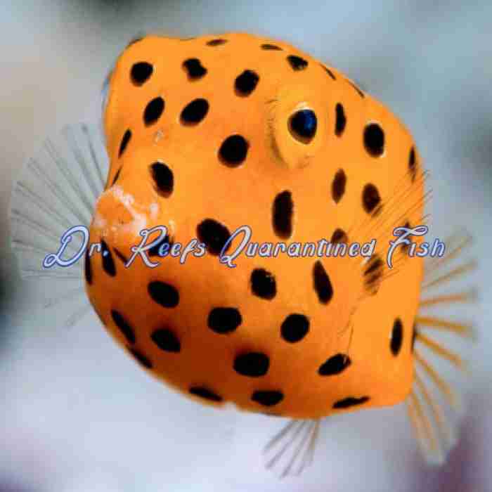 Saltwater Fish | Quarantined Fish