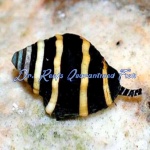 Bumble Bee Snail