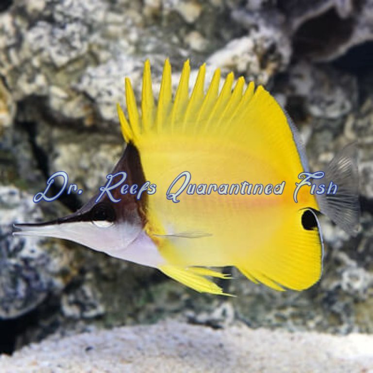 NOAA Gray's Reef National Marine Sanctuary - I need a doctor-fish! Did  you know that doctorfish secrete an enzyme that helps with skin  regeneration? This healing fish has been known to be