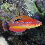 Carpenter's Flasher Wrasse