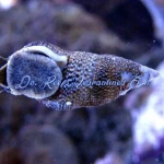 Cerith Snail