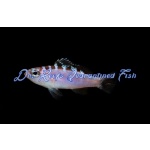 Chalk Bass (Captive Bred)