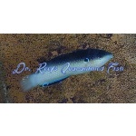 China Pearl Black-backed Wrasse