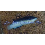 China Pearl Black-backed Wrasse