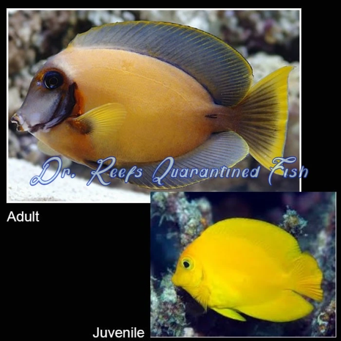 Chocolate Tang - Image 2