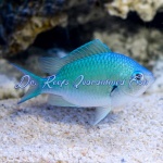 Chromis