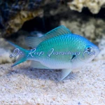 Chromis