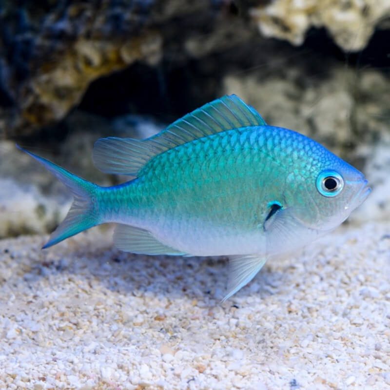 blue saltwater fish