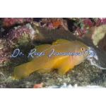 Clown Citron Goby