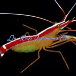 Cleaner Shrimp